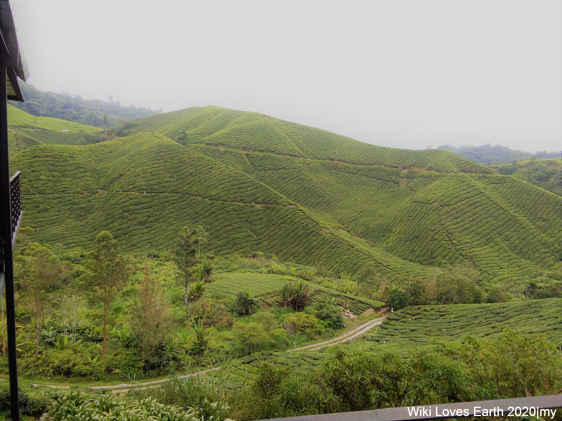 The Boh Tea Centre offers stunning views and a glimpse into the tea-making process.