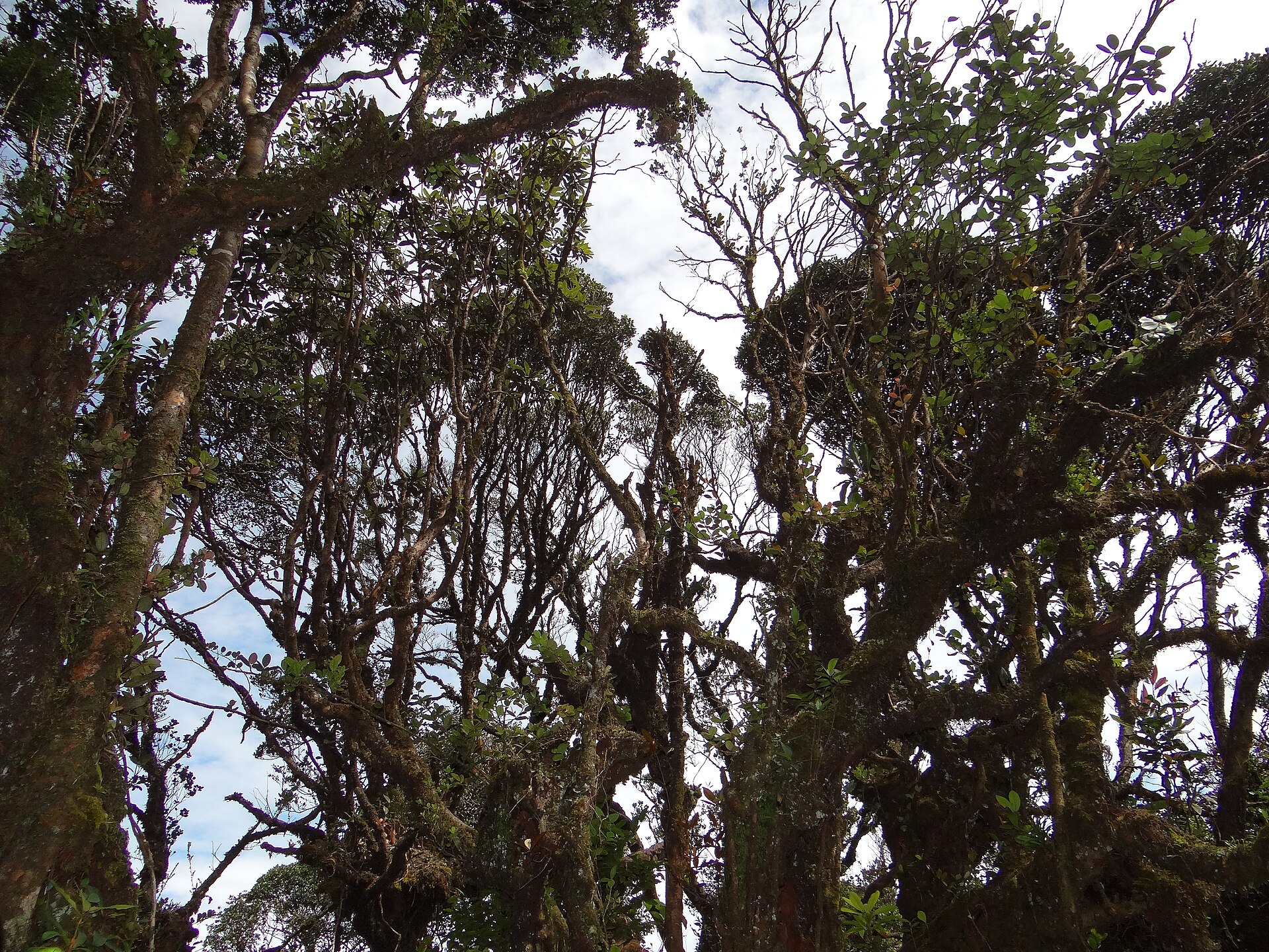 The enchanting Mossy Forest is a unique ecosystem found in the highlands.