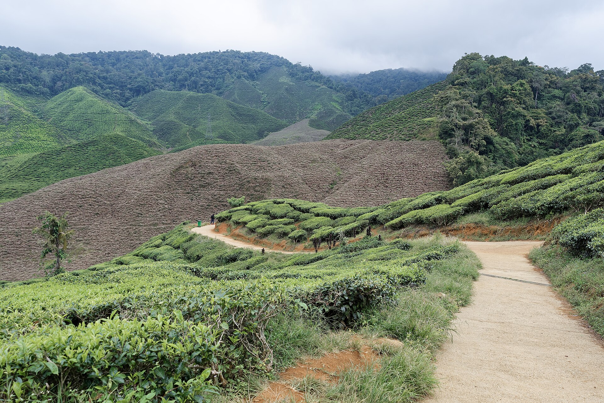 Cameron Highlands tea