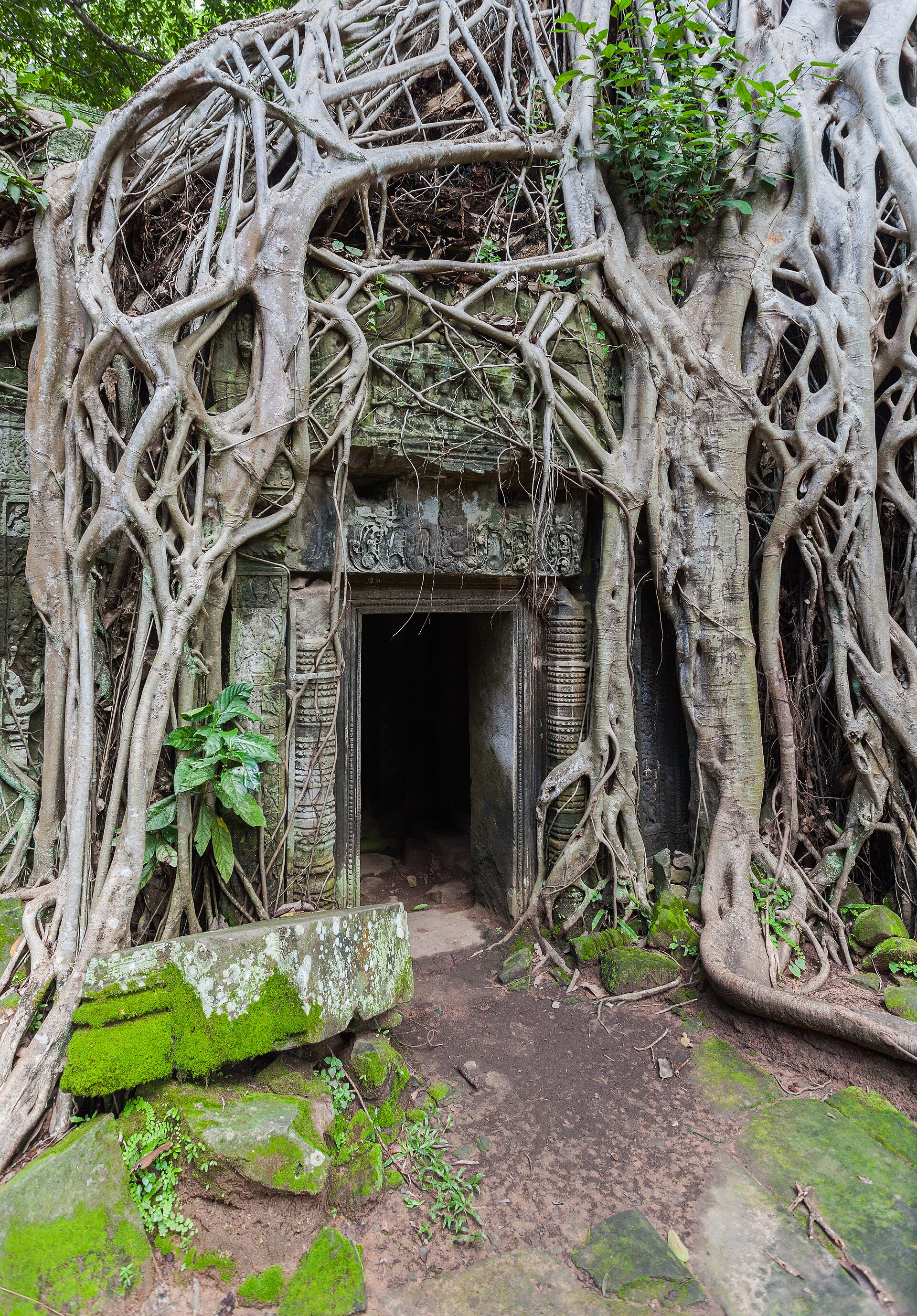 Ta Prohm, where nature intertwines with ancient architecture.