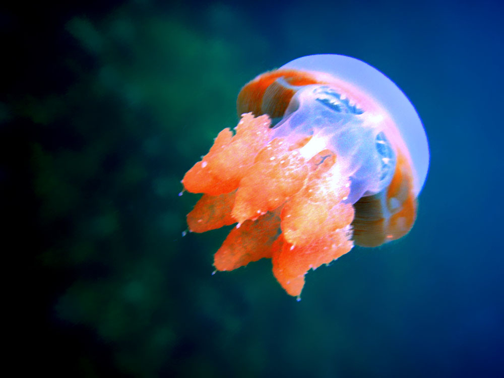 The mesmerizing stingless jellyfish of Kakaban Island, a unique natural wonder.
