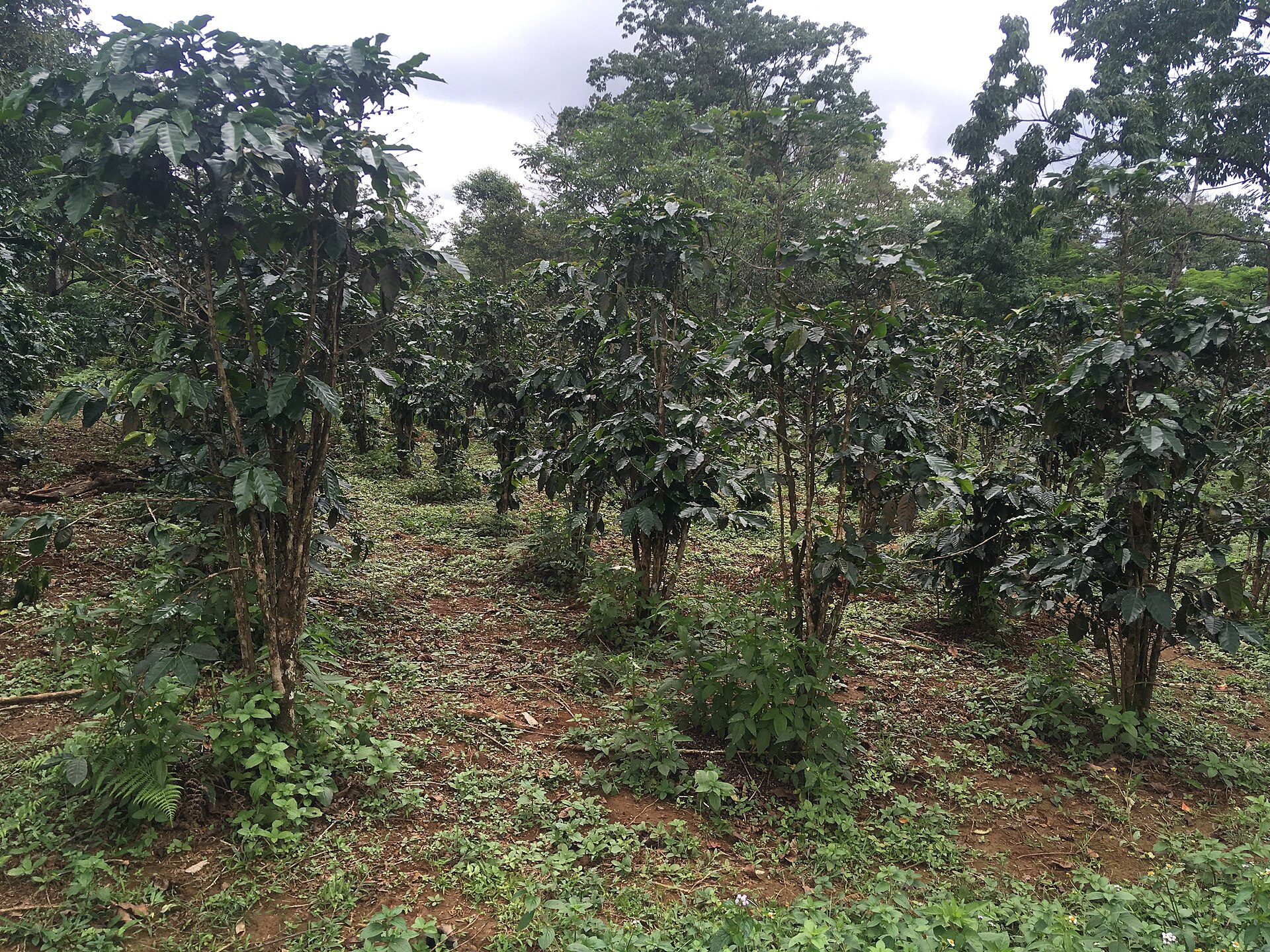 Lush coffee plantations thrive on the Bolaven Plateau, producing some of the best coffee in Laos.