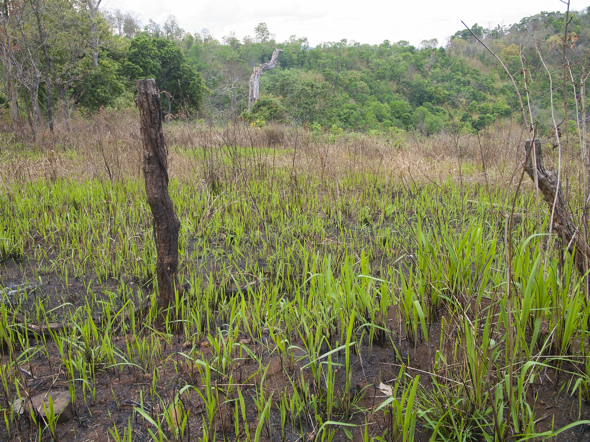 Mondulkiri highlands
