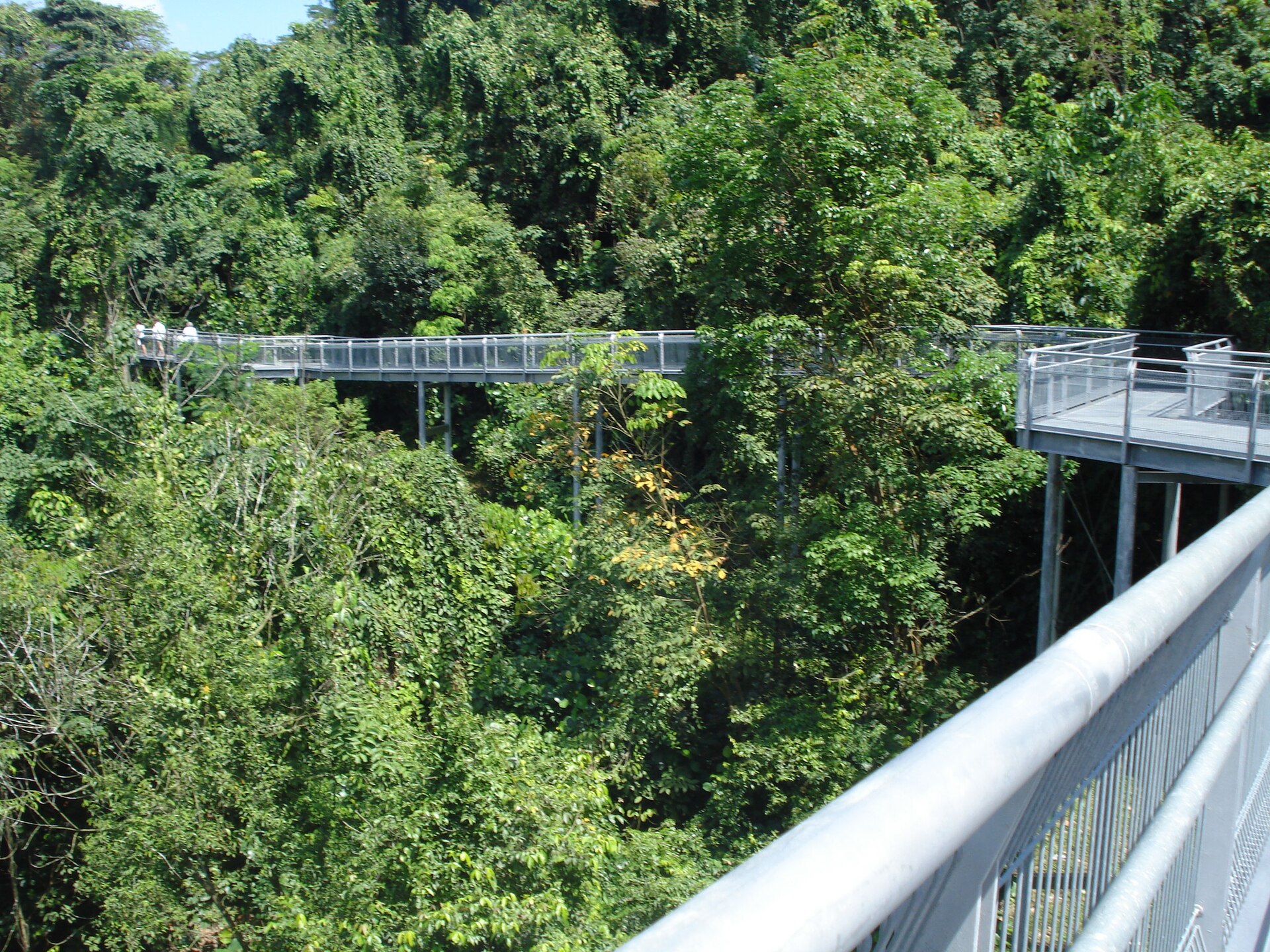 The elevated Forest Walk offers a unique perspective of the lush secondary forest.