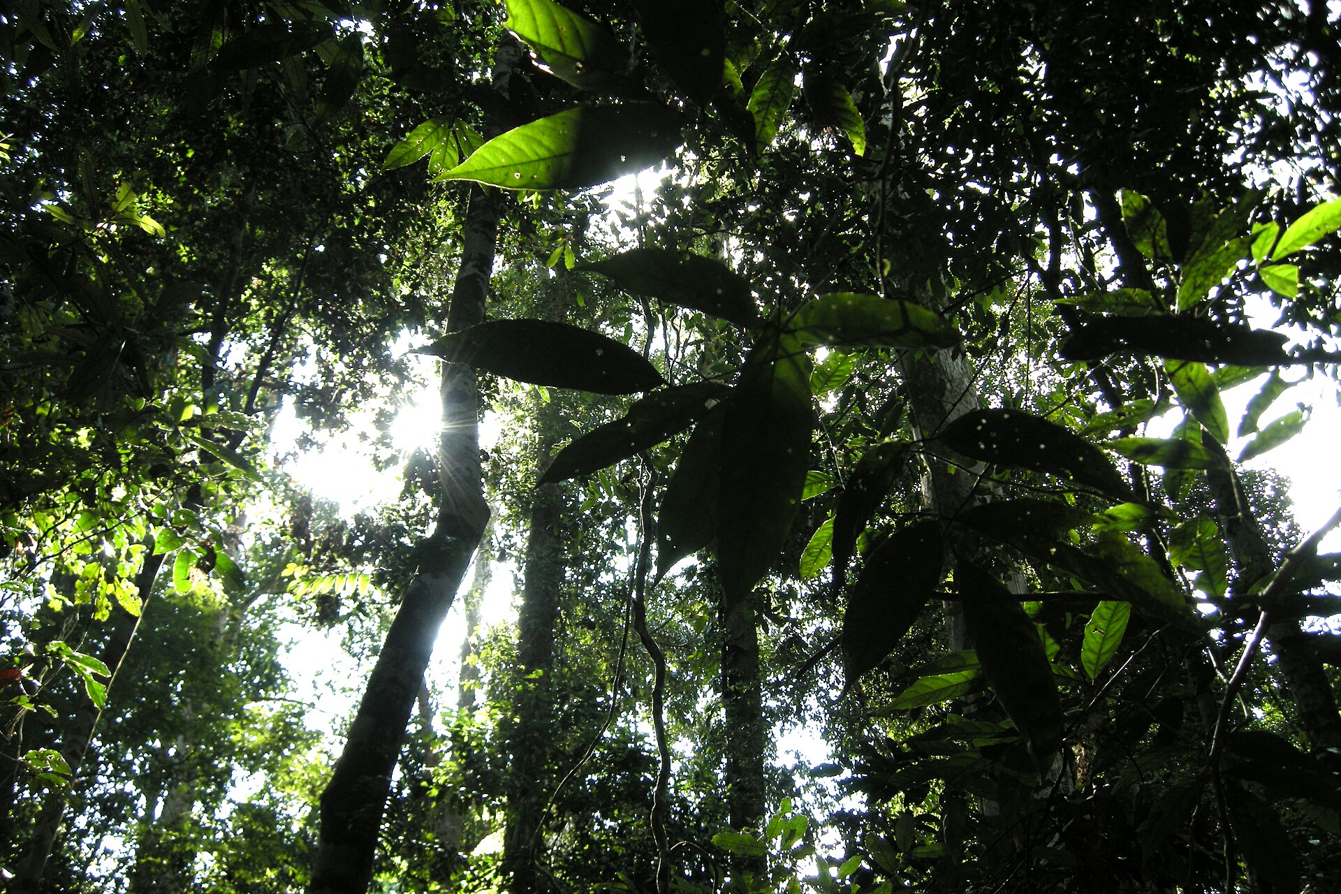 The lush greenery of Taman Negara, a glimpse into one of the world's oldest rainforests.