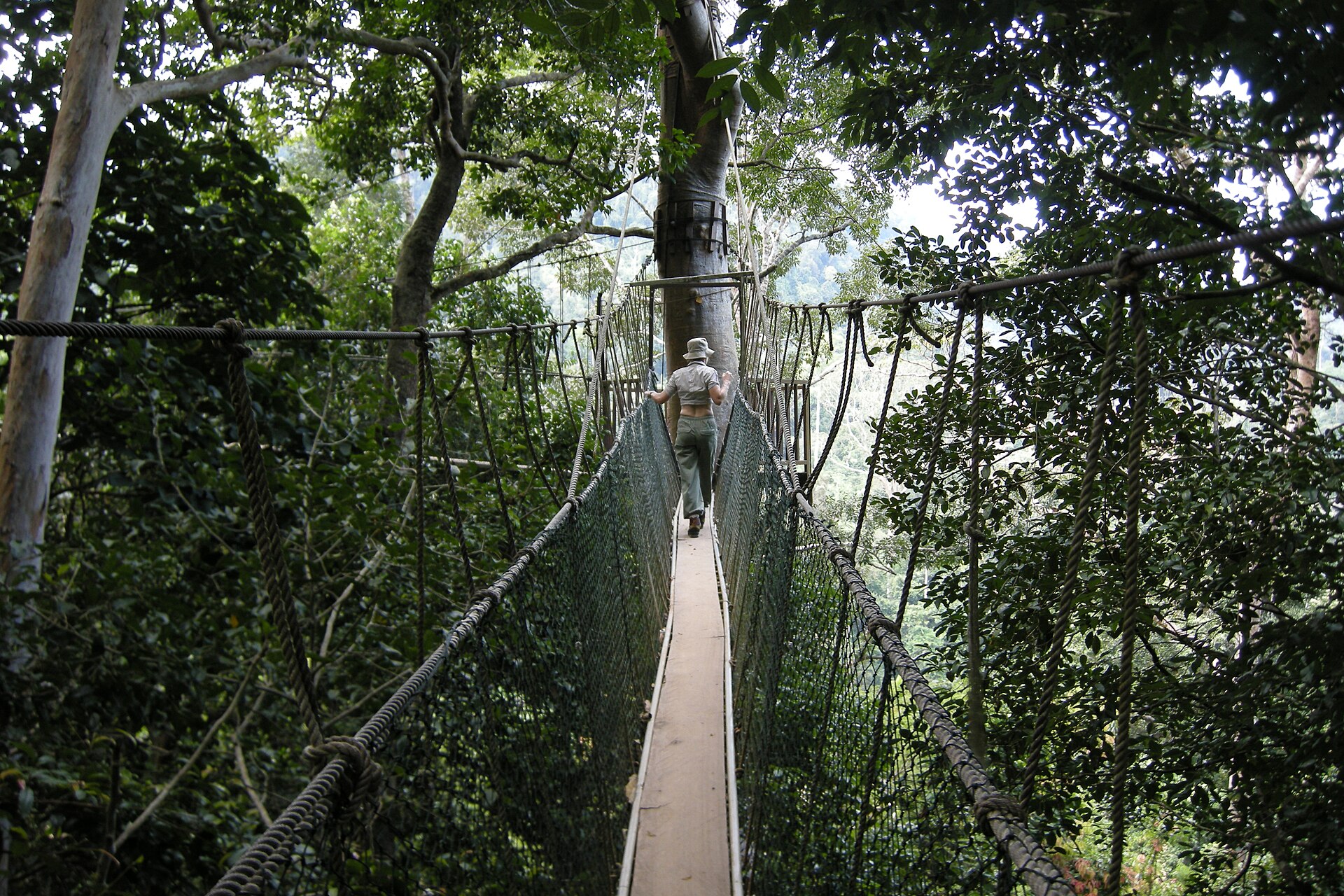 The canopy walkway offers breathtaking views of the rainforest from above.