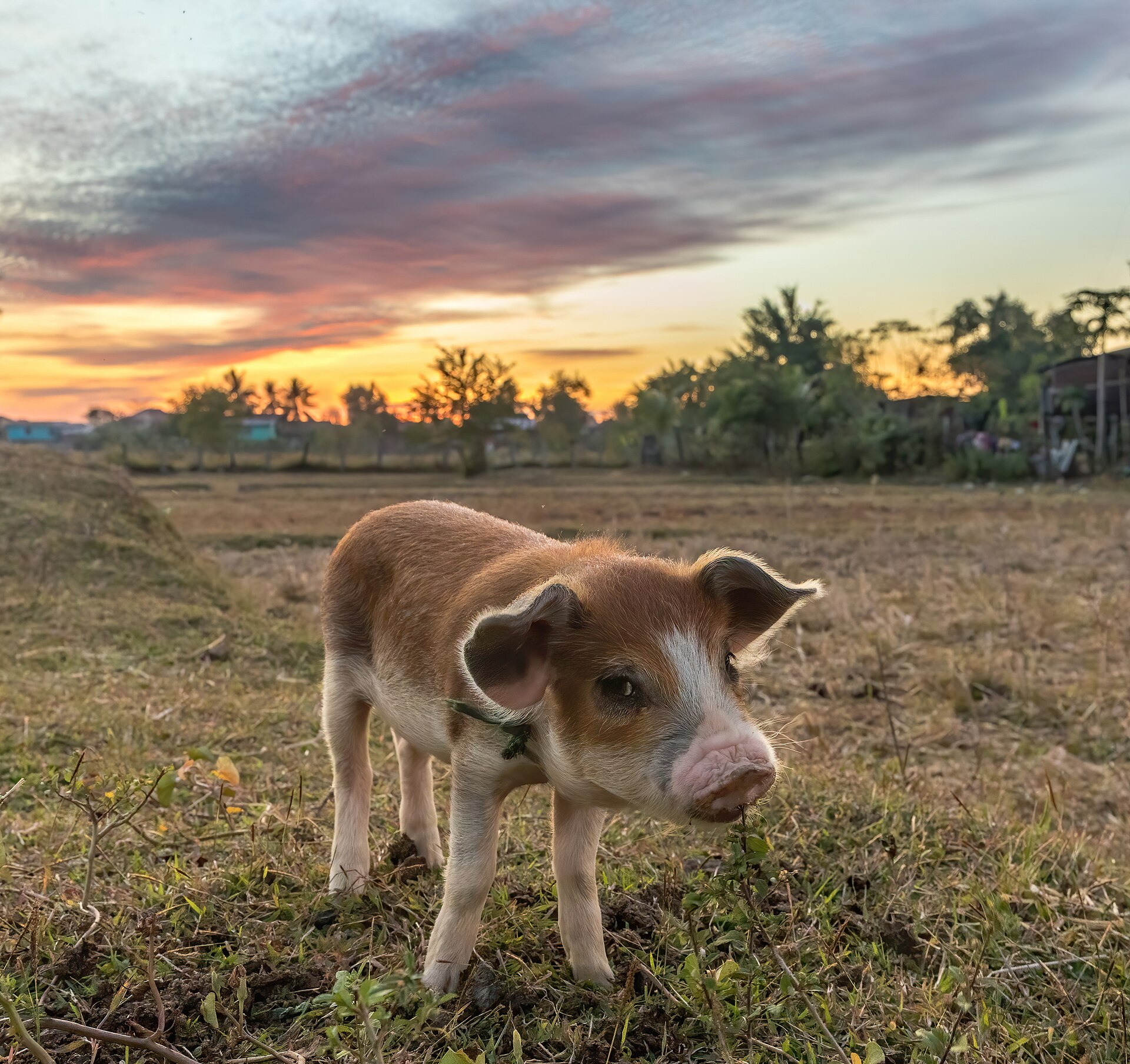 Lechon, the roast