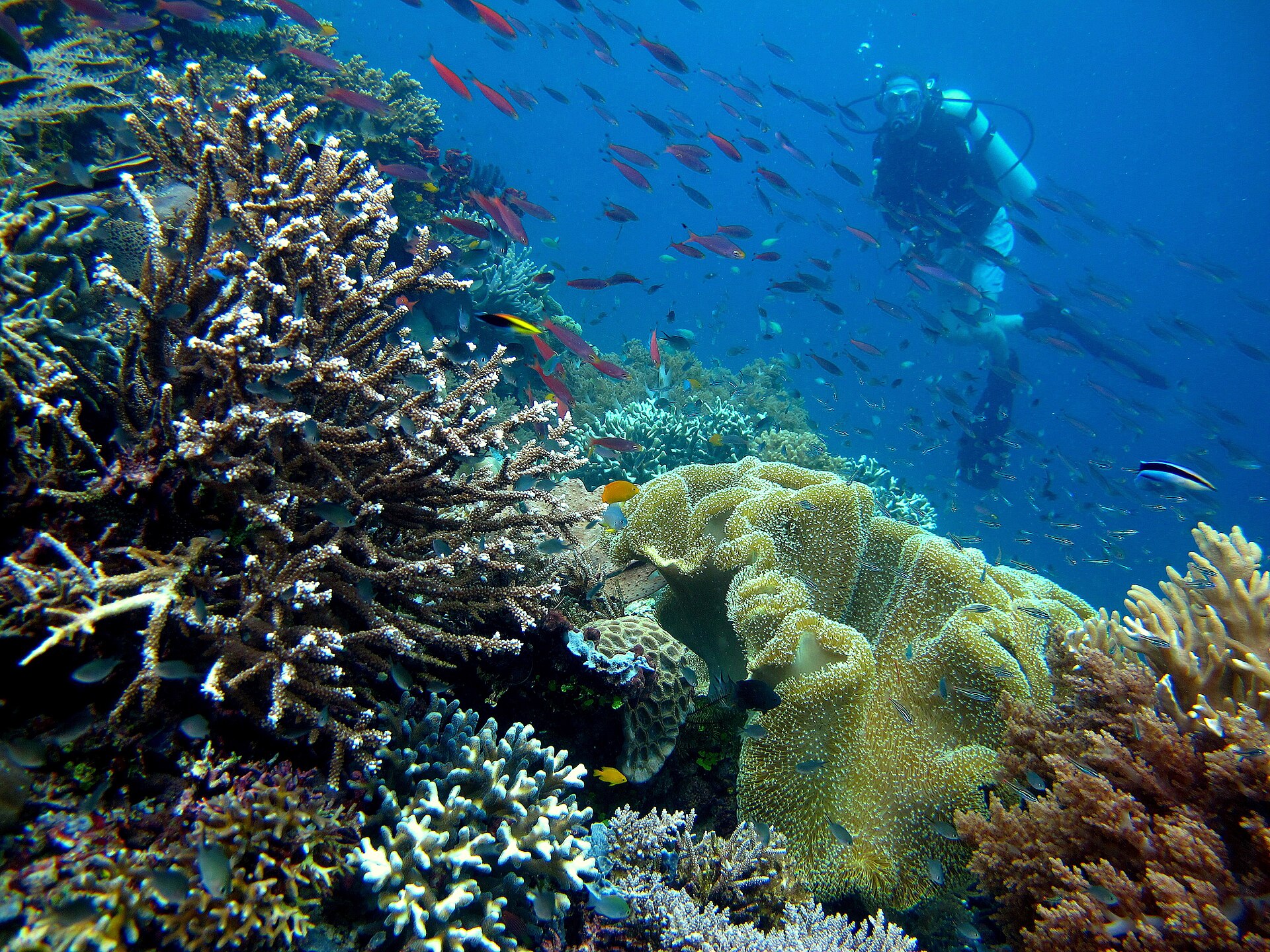 Raja Ampat: Diving into Indonesia's Marine Paradise
