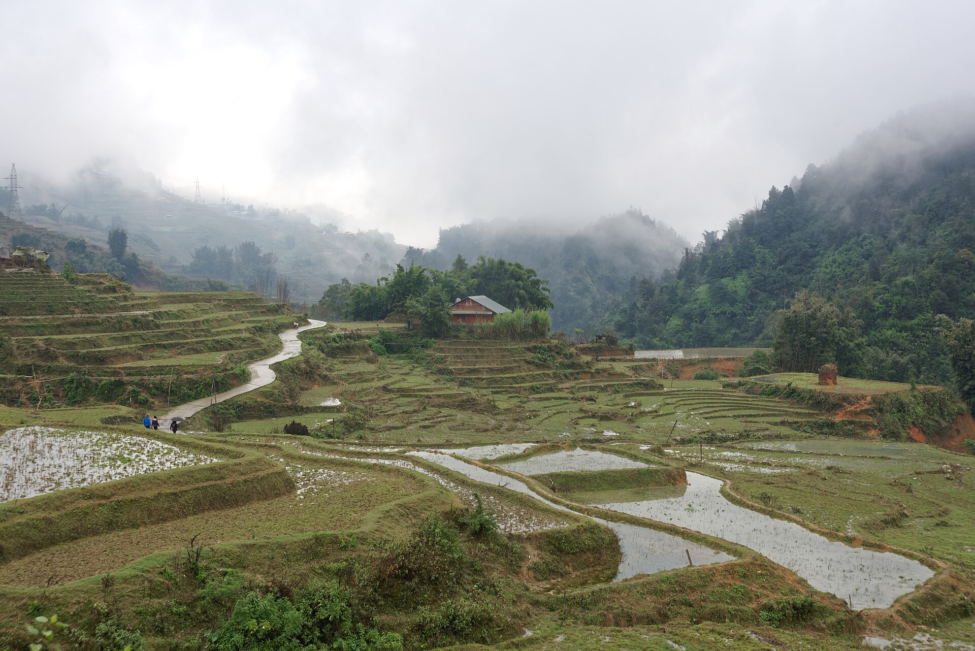 Sa Pa rice terraces