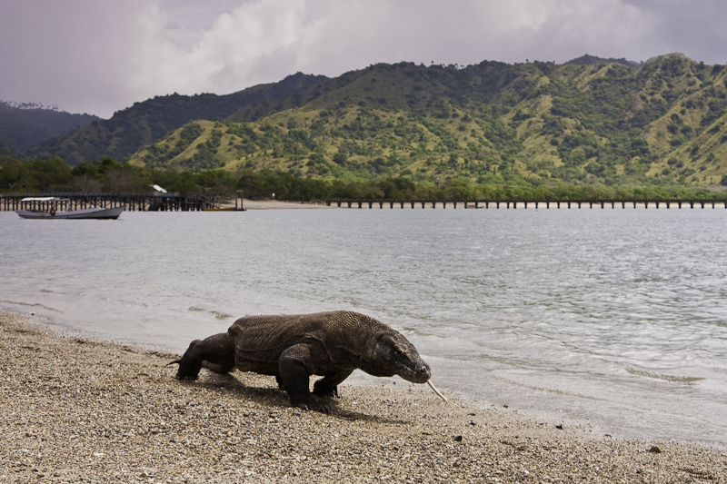The Untamed Majesty of Komodo National Park