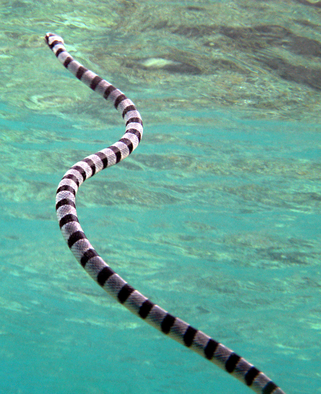 Wakatobi marine park